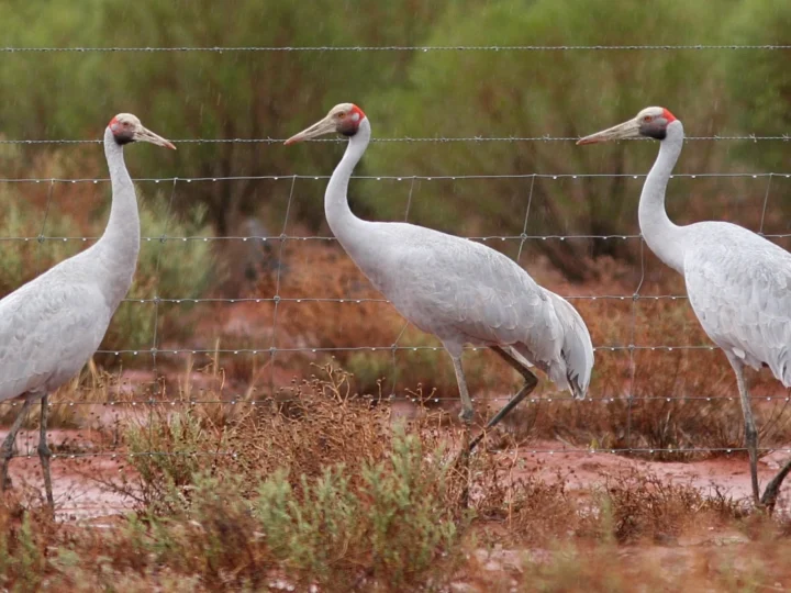 Brolga showing key identification features