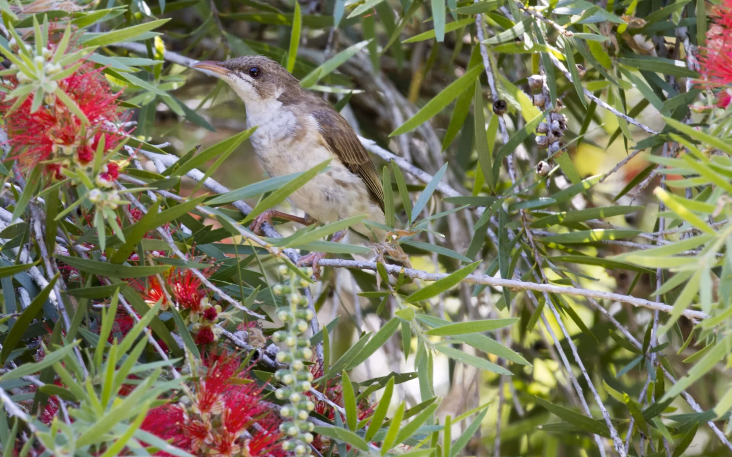 Brown-backed Honeyeater perched on a branch, showing brown upperparts and pale underparts
