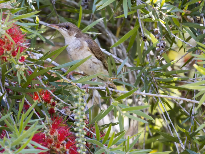 Brown-backed Honeyeater perched on a branch, showing brown upperparts and pale underparts