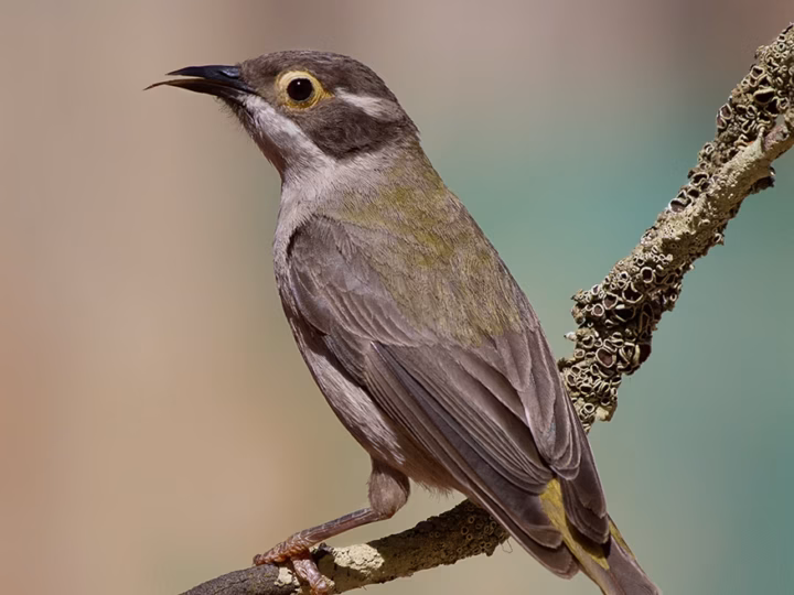 Brown-headed Honeyeater in Australia showing key identification features: small olive-brown honeyeater with a brown head, pale nape band and fine bill; it often moves quickly through the canopy in small groups.