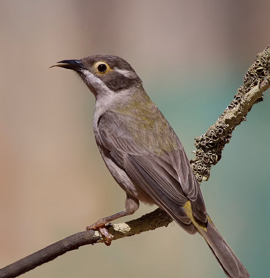 Brown-headed Honeyeater in Australia showing key identification features: small olive-brown honeyeater with a brown head, pale nape band and fine bill; it often moves quickly through the canopy in small groups.