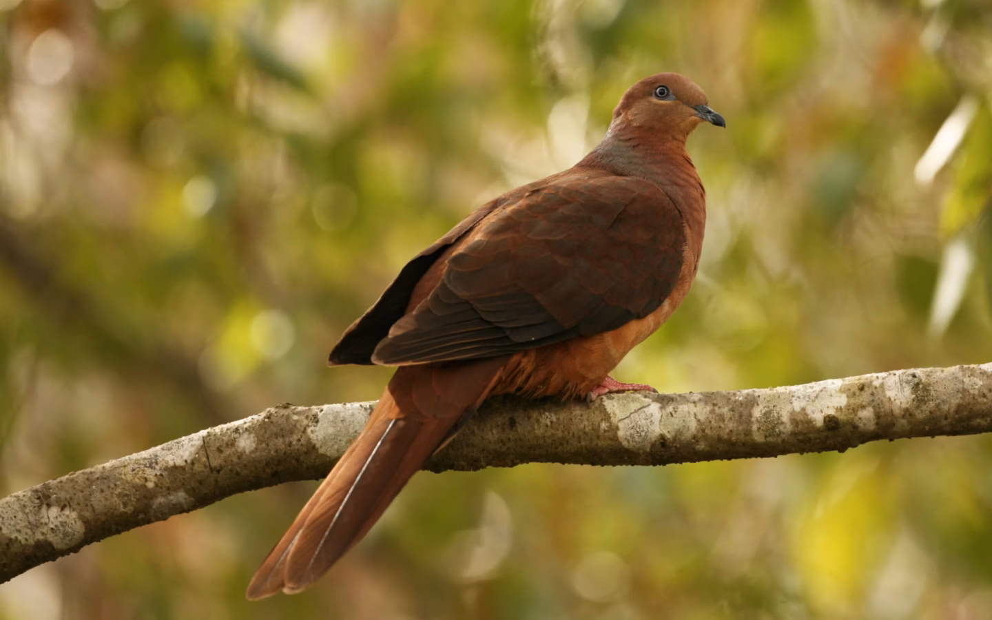 Brown Cuckoo-Dove in Australia showing key identification features
