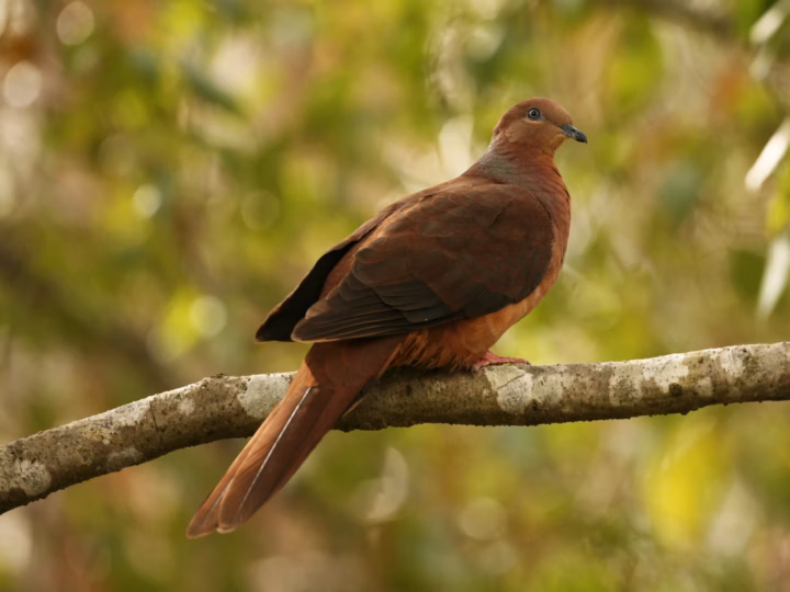 Brown Cuckoo-Dove in Australia showing key identification features