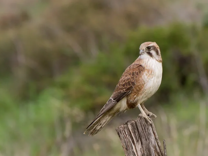 Brown Falcon with brown plumage, pale face and hooked bill
