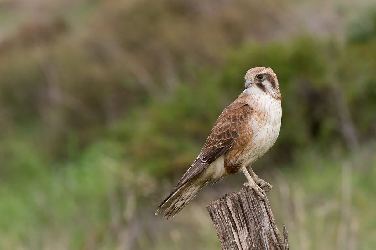 Brown Falcon with brown plumage, pale face and hooked bill