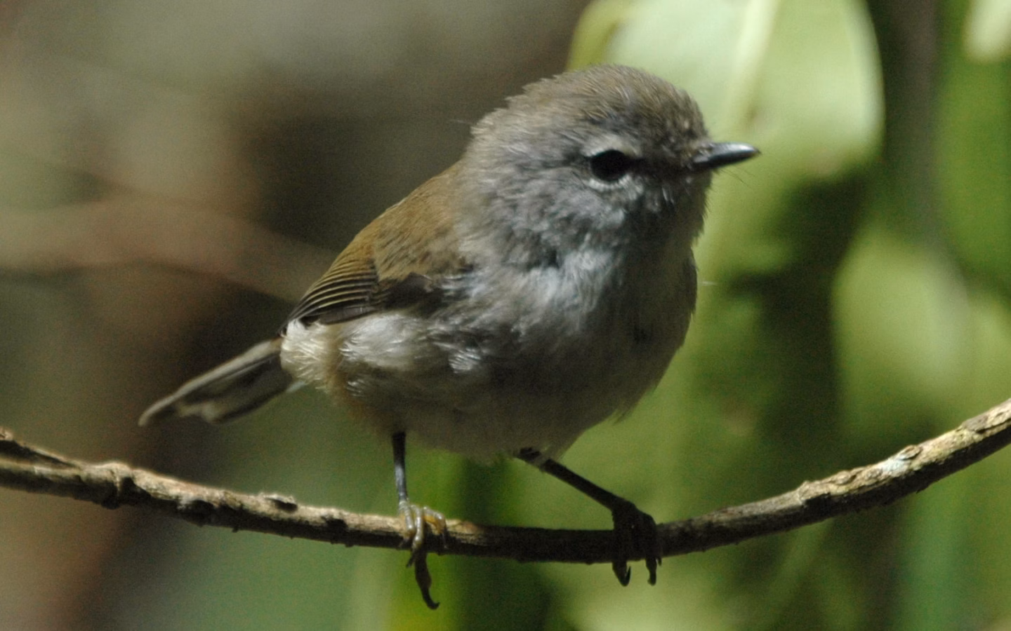 Brown Gerygone showing key identification features