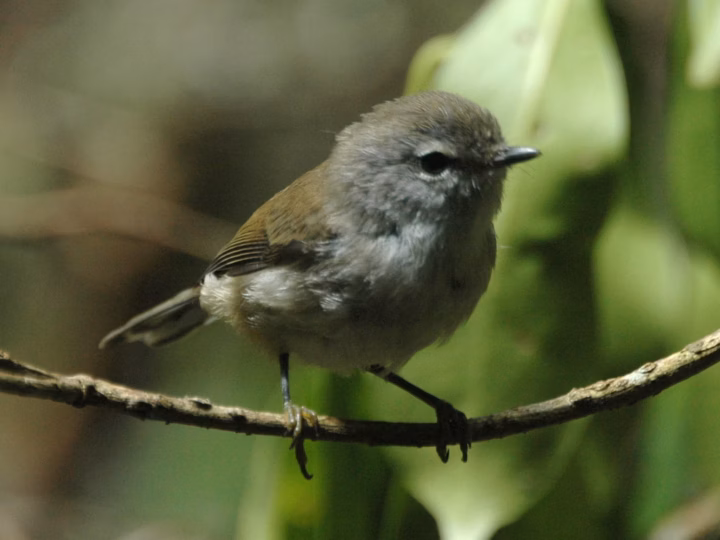 Brown Gerygone showing key identification features