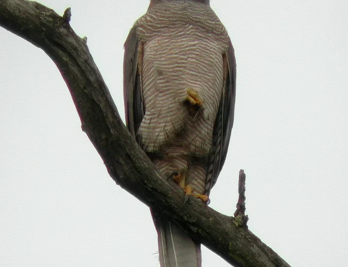 Brown Goshawk showing key identification features