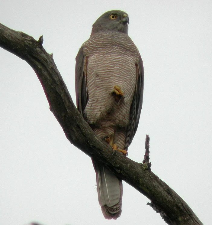 Brown Goshawk showing key identification features