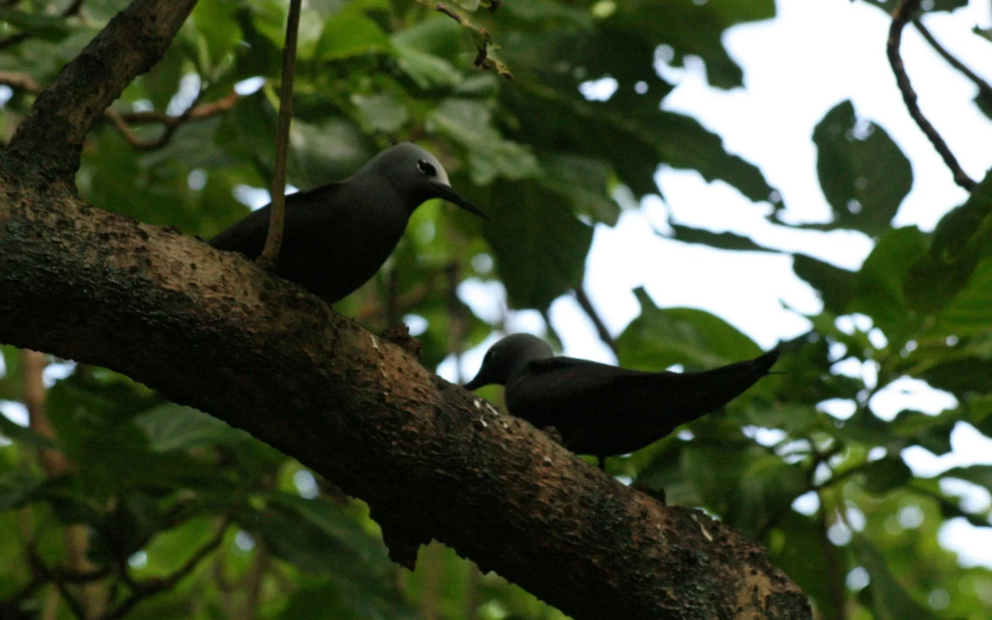 Brown Noddy showing key identification features