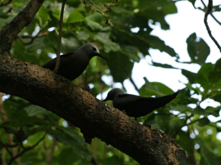Brown Noddy showing key identification features