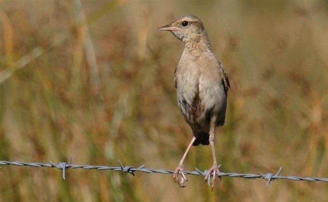 Brown Songlark in Australia showing key identification features