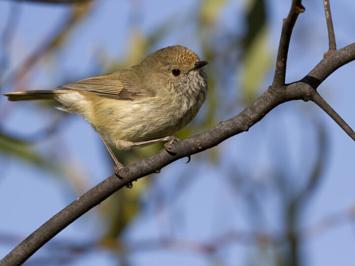 Brown Thornbill in Australia