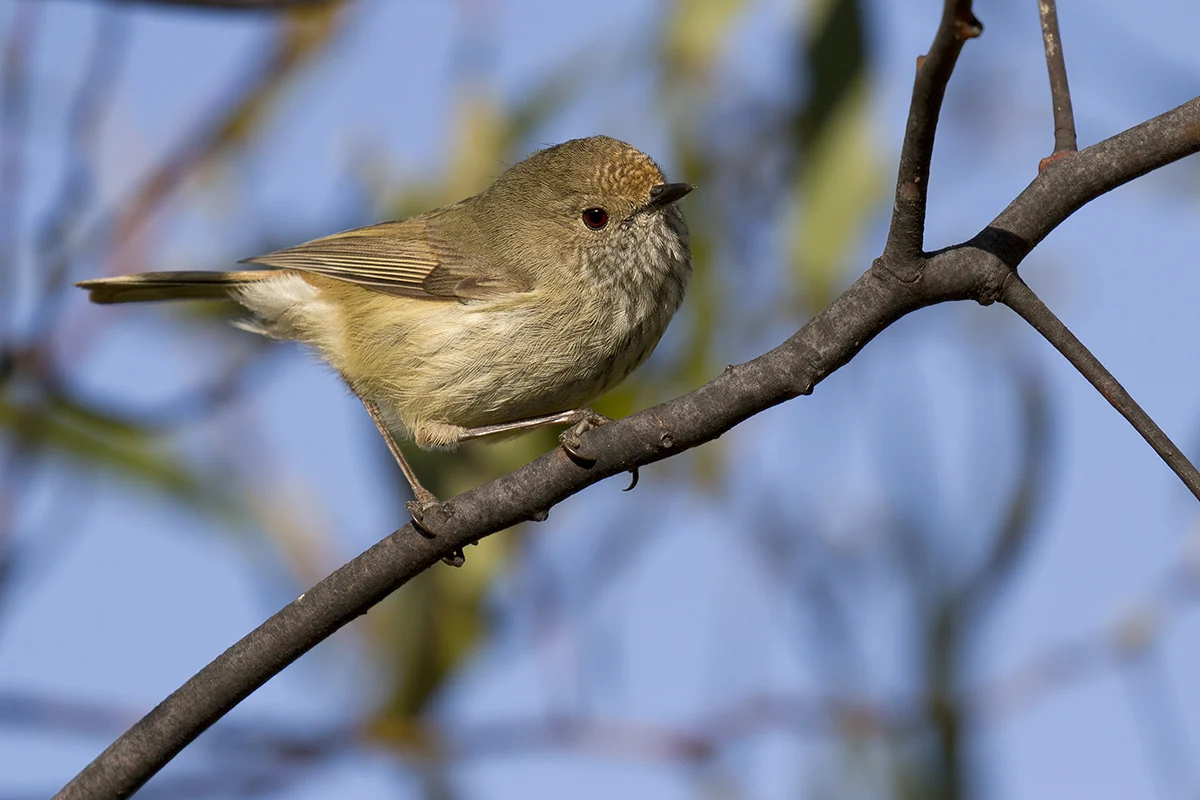 Brown Thornbill in Australia