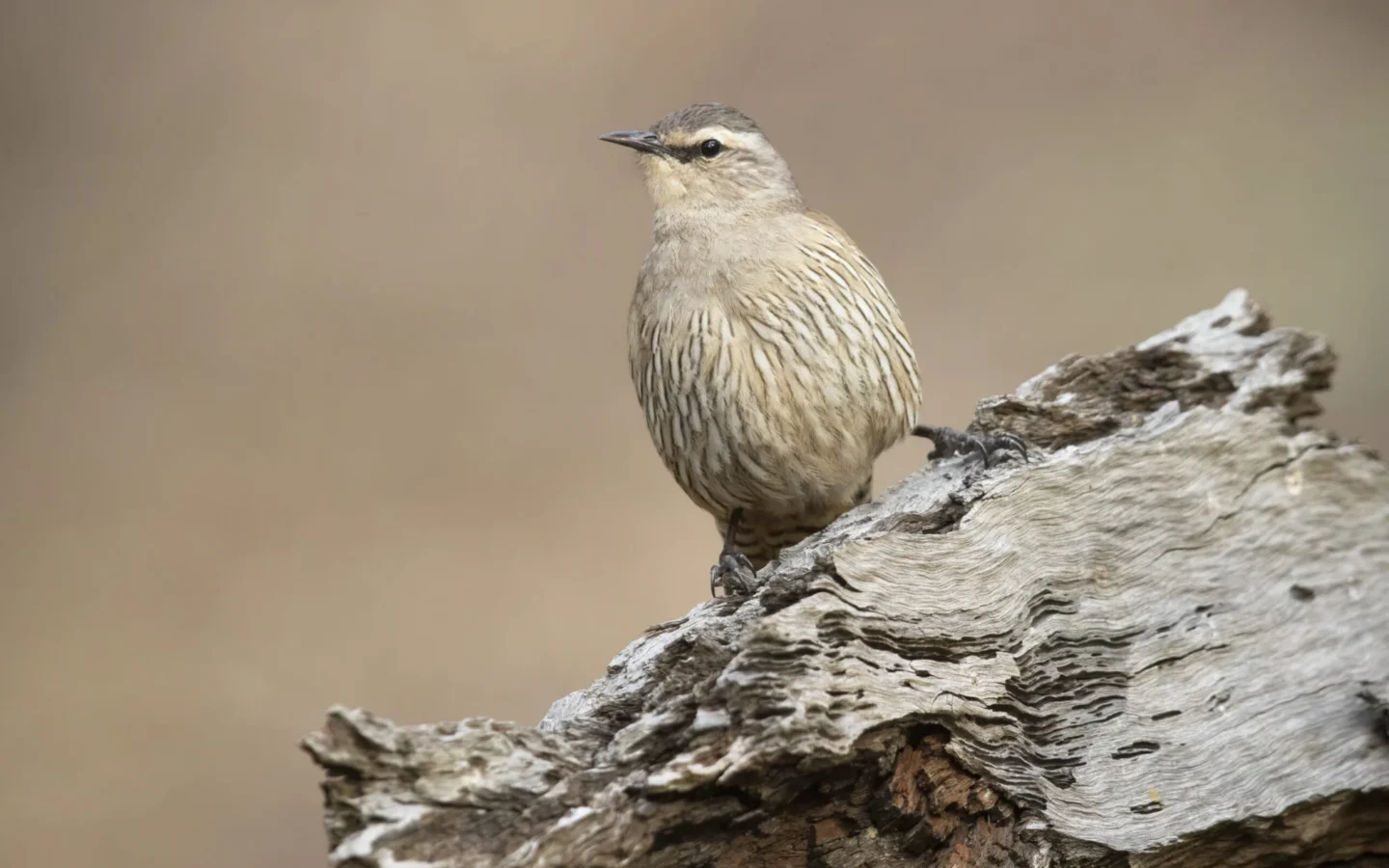 Brown Treecreeper in Australia showing key identifying features