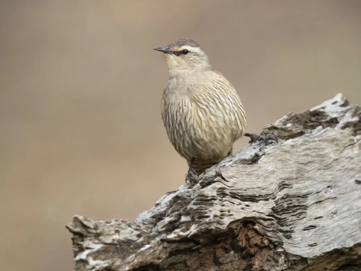 Brown Treecreeper in Australia showing key identifying features