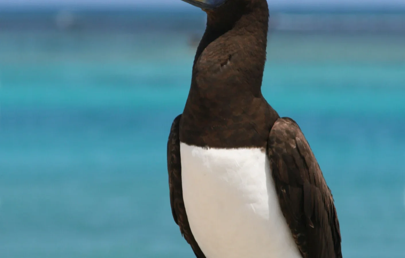 Brown Booby showing key identification features