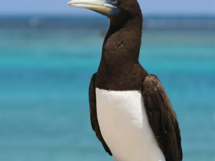 Brown Booby showing key identification features