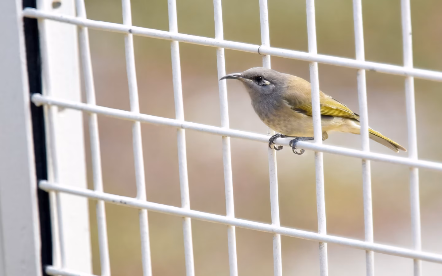 Brown Honeyeater in Australia showing key identification features