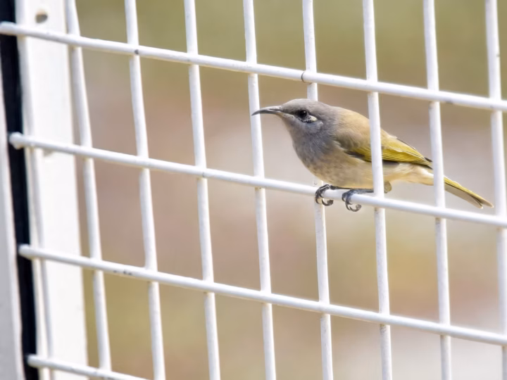 Brown Honeyeater in Australia showing key identification features
