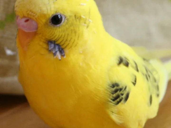 Budgerigar in Australia