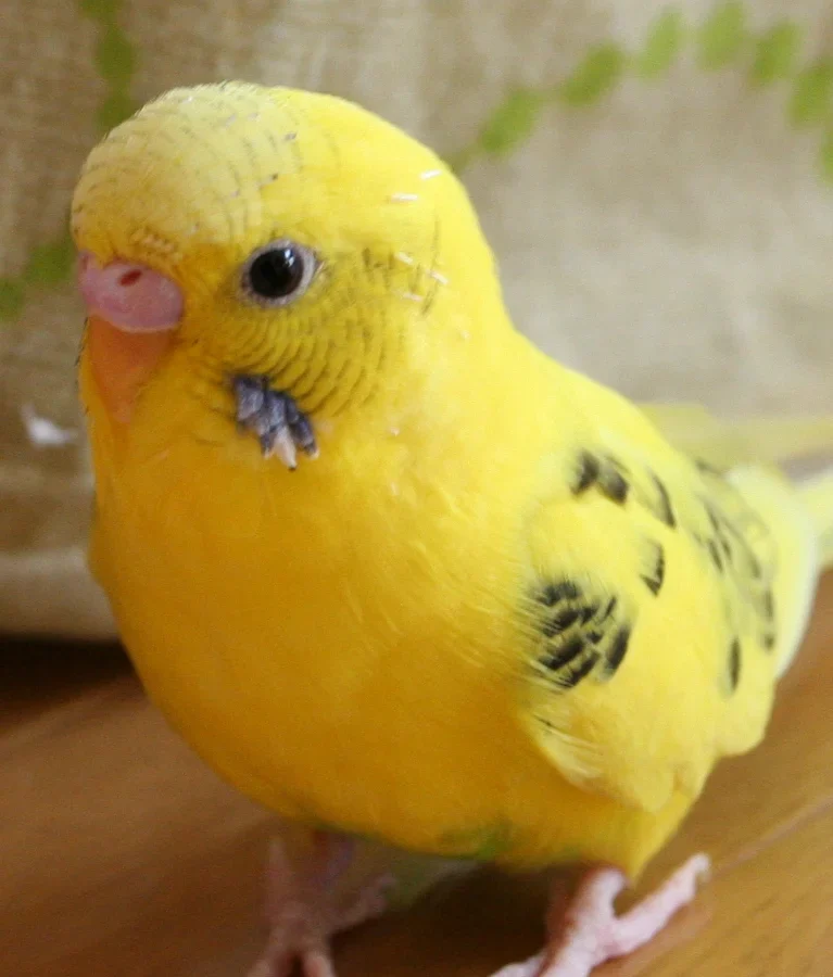 Budgerigar in Australia