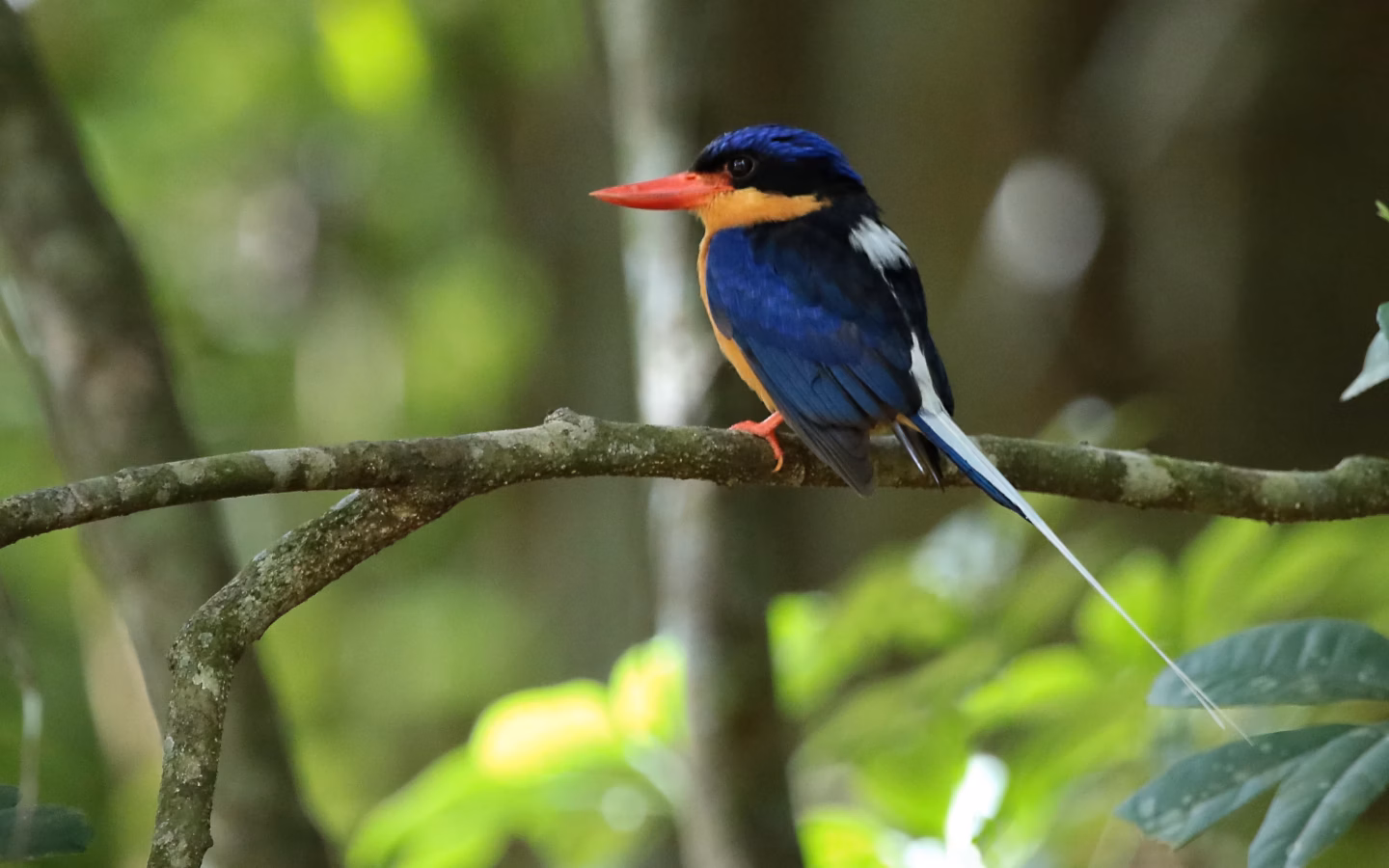 Buff-breasted Paradise-Kingfisher showing bright blue back, buff-orange underparts, red bill and extremely long white-and-blue tail streamers
