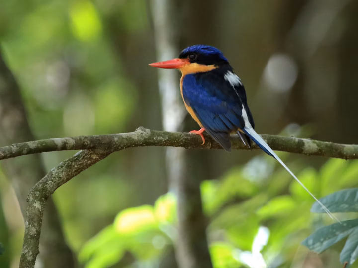 Buff-breasted Paradise-Kingfisher showing bright blue back, buff-orange underparts, red bill and extremely long white-and-blue tail streamers