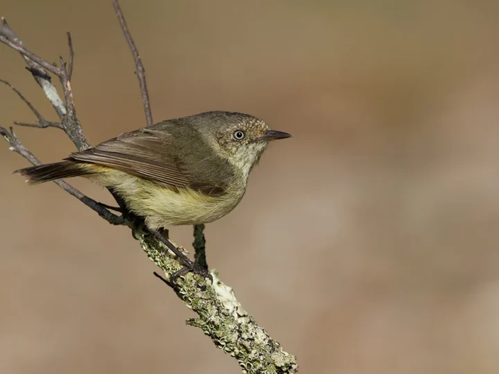 Buff-rumped Thornbill in Australia showing key identifying features