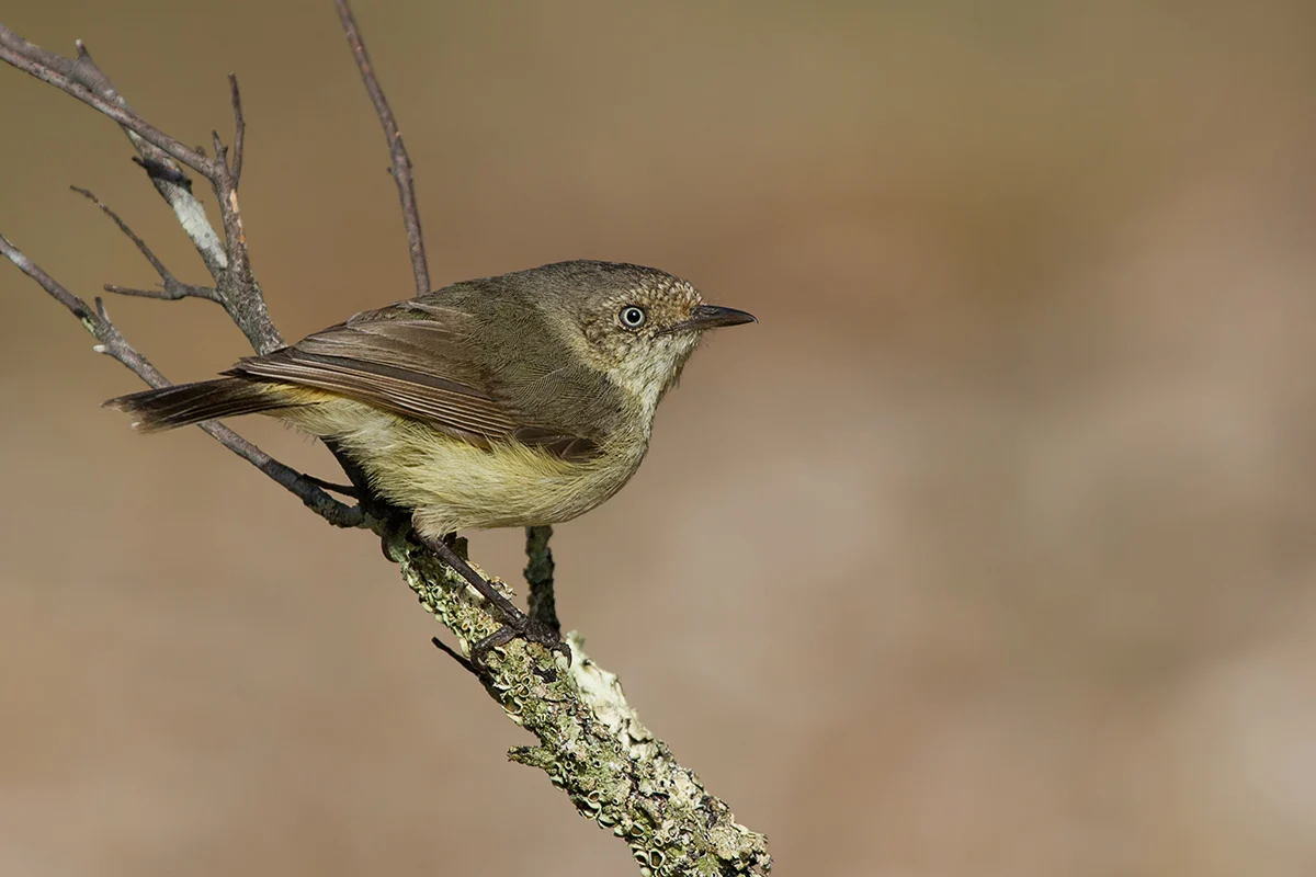 Buff-rumped Thornbill in Australia showing key identifying features