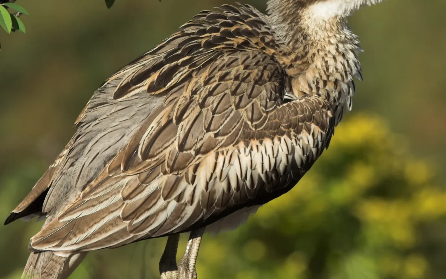 Bush Stone-curlew in Australia showing key identifying features