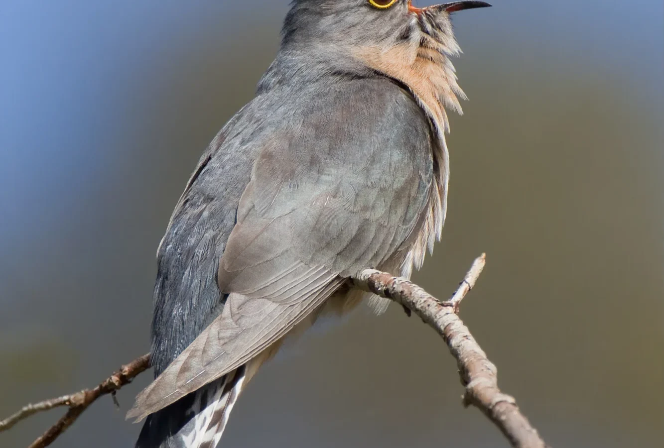 Fan-tailed Cuckoo in Australia showing key identifying features