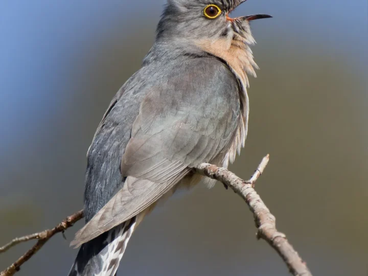 Fan-tailed Cuckoo in Australia showing key identifying features