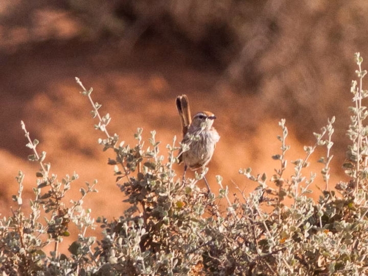 Rufous Fieldwren showing key identification features