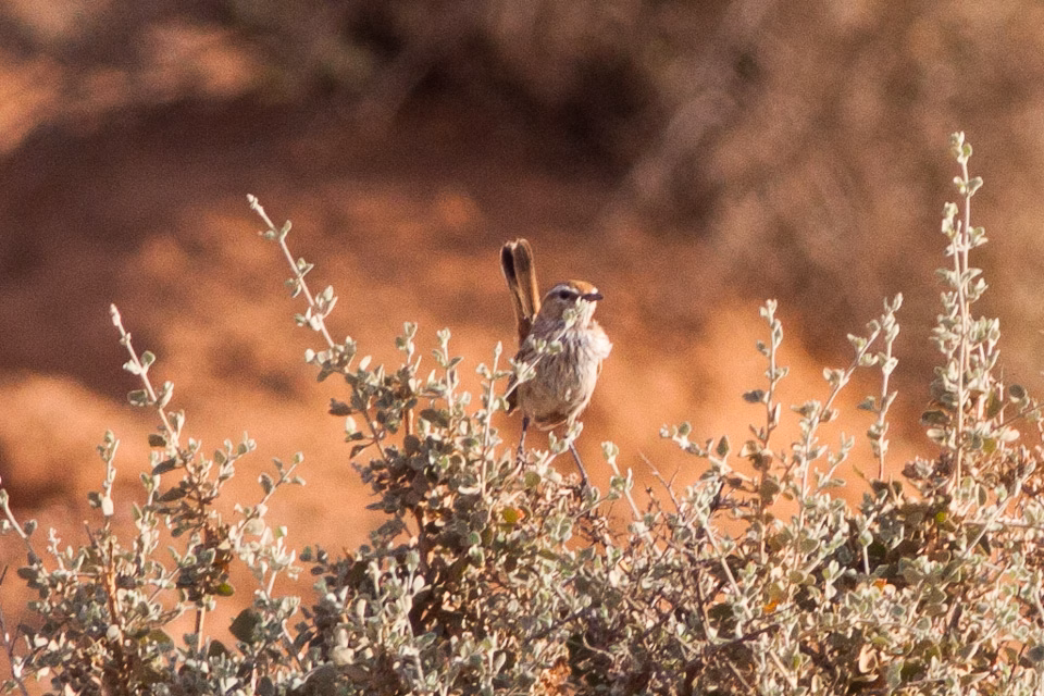 Rufous Fieldwren showing key identification features