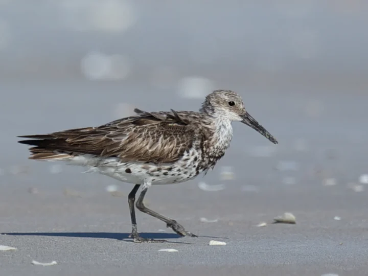 Great Knot showing key identification features