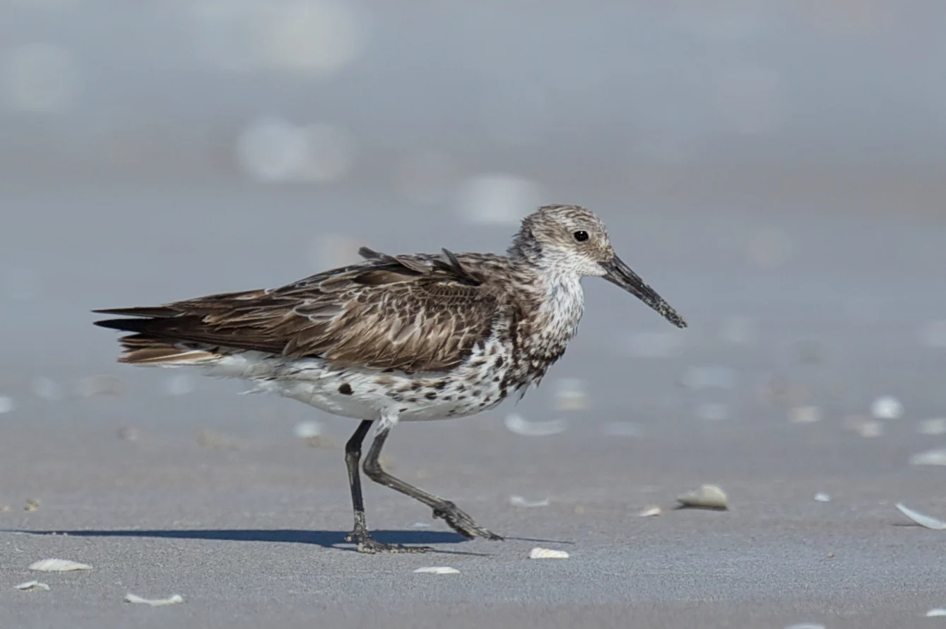 Great Knot showing key identification features