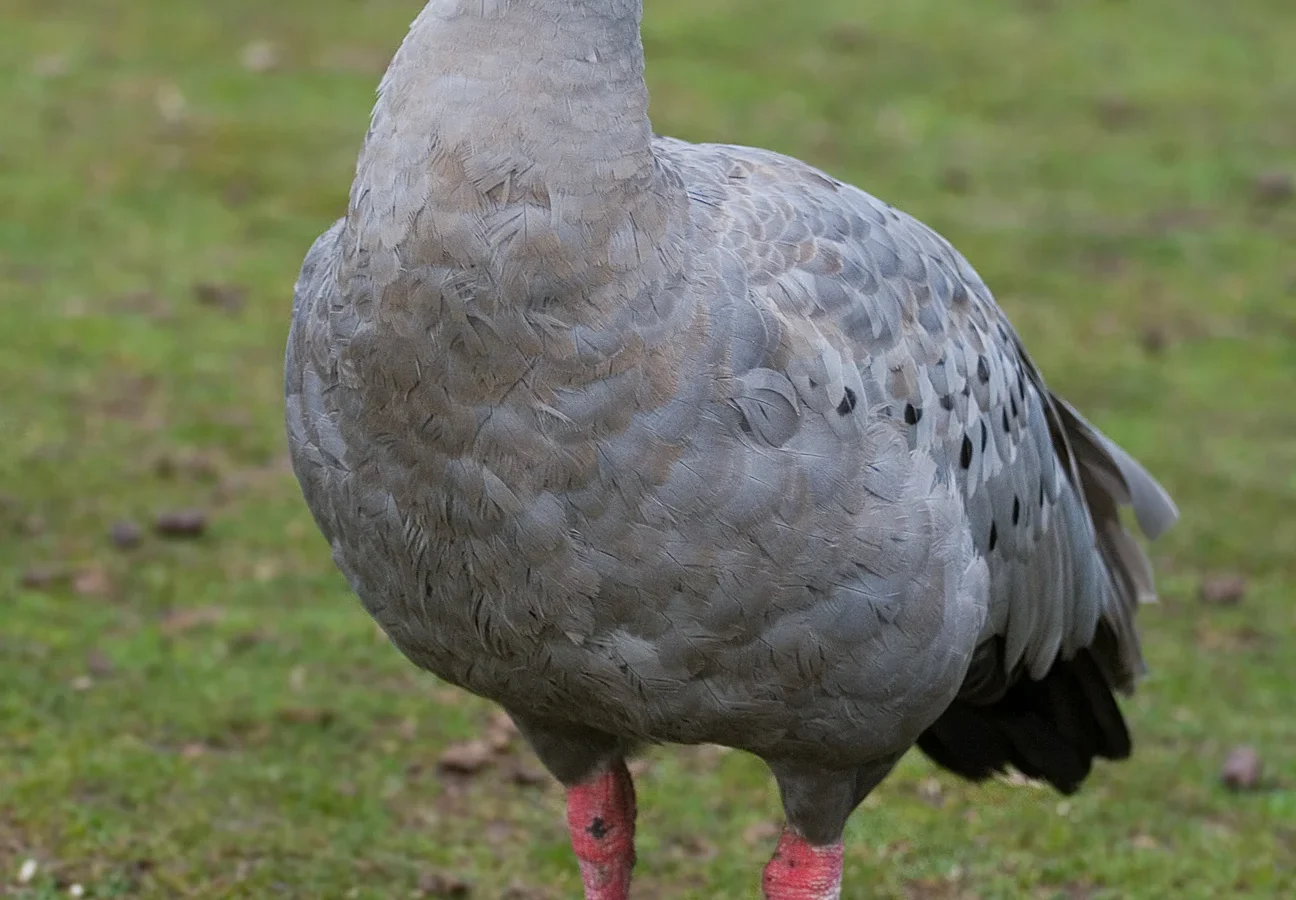 Cape Barren Goose showing key identification features