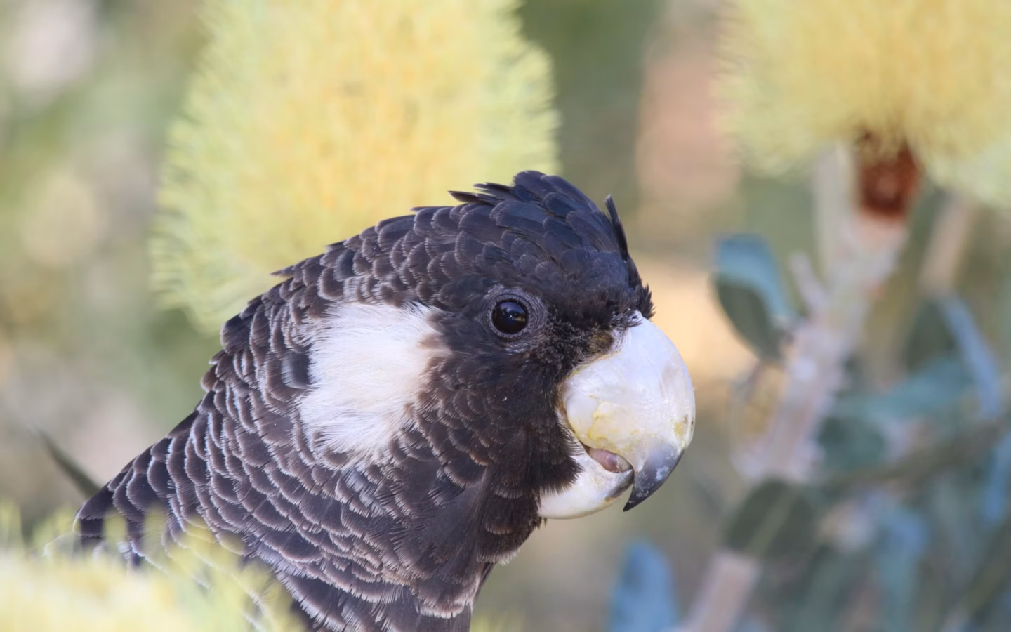 Carnaby's Black-Cockatoo in Australia showing key identification features