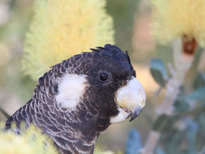 Carnaby's Black-Cockatoo in Australia showing key identification features