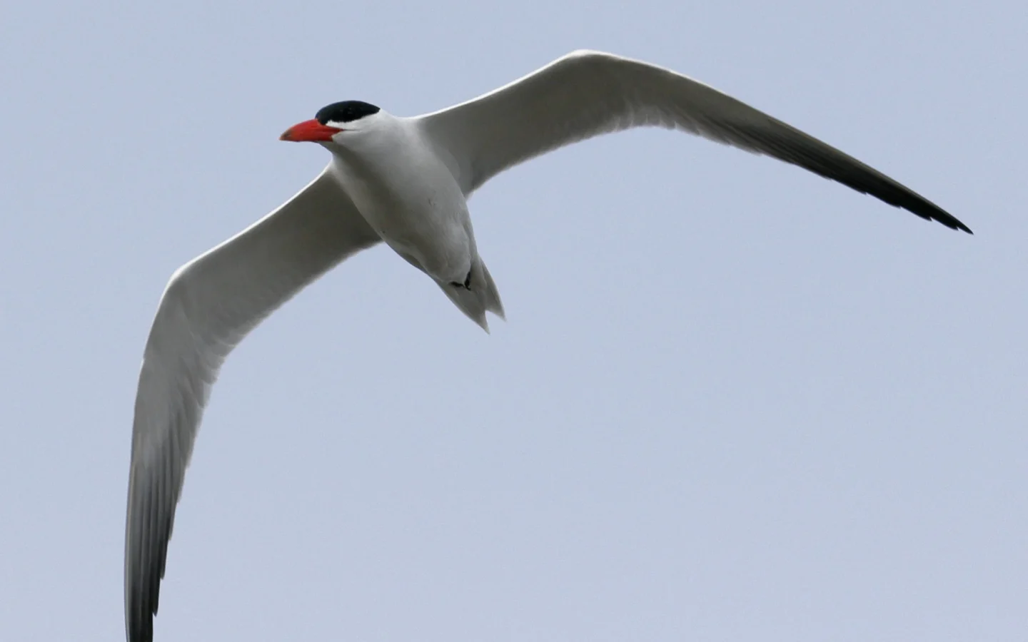 Caspian Tern showing key identification features