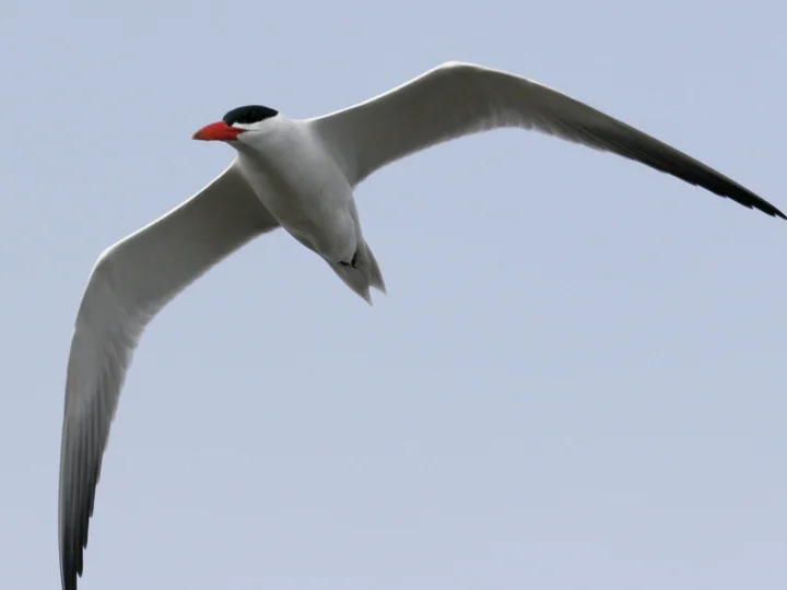Caspian Tern showing key identification features
