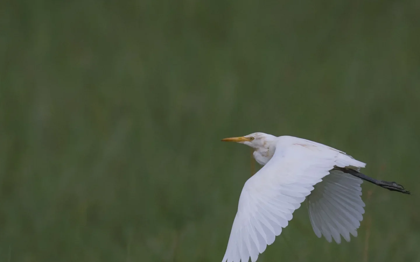Eastern Cattle Egret showing key identification features