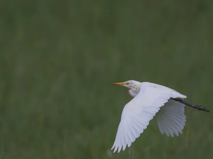 Eastern Cattle Egret showing key identification features