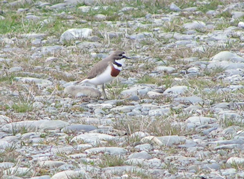 Double-banded Plover showing key identification features