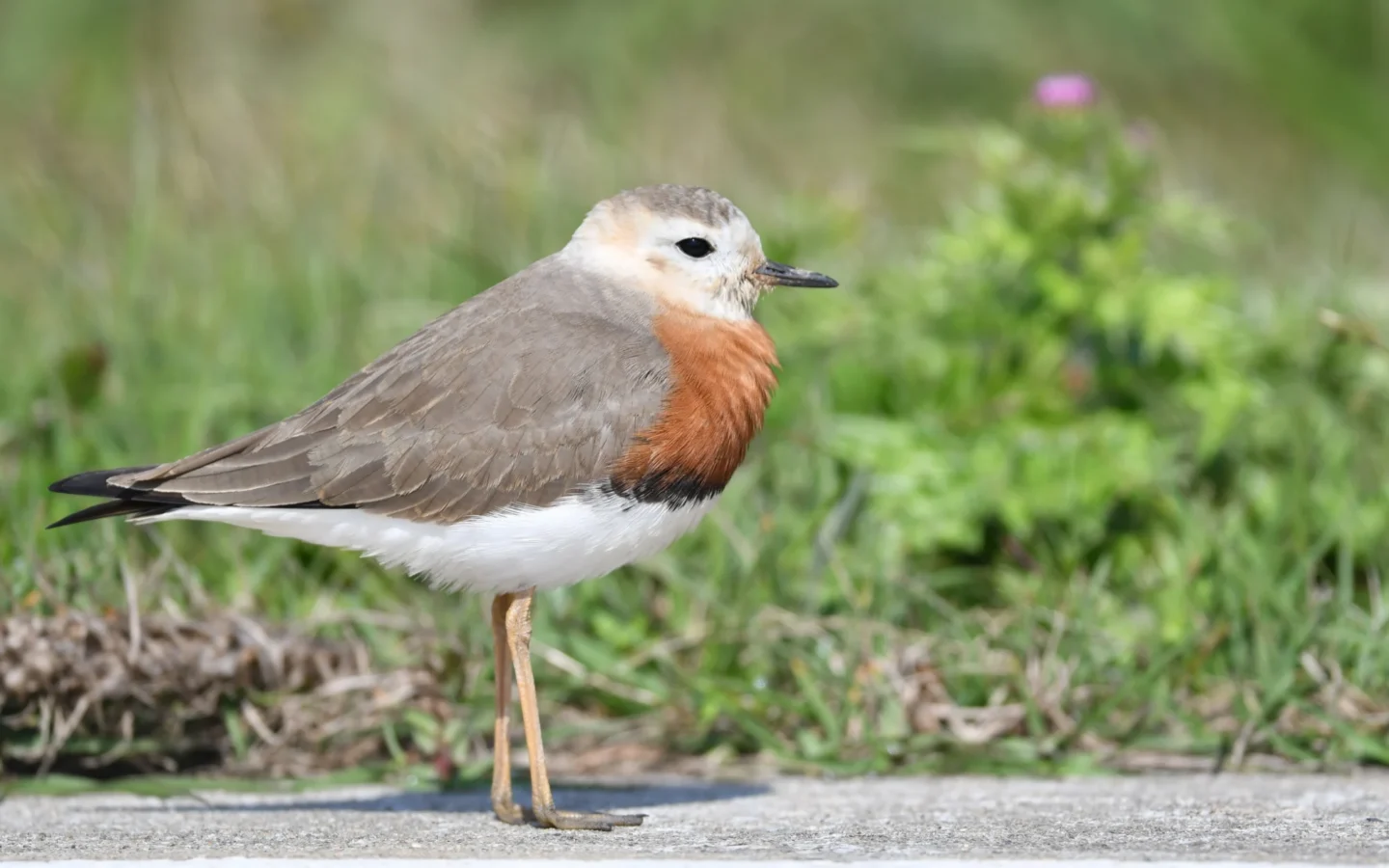 Oriental Plover showing key identification features