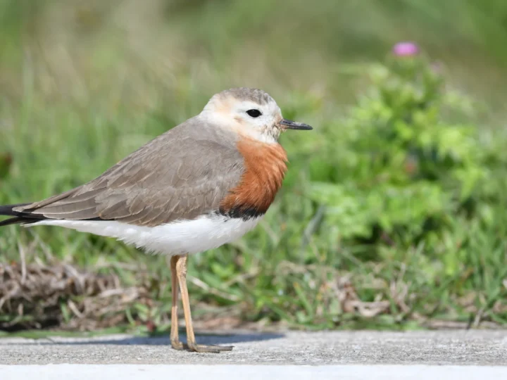 Oriental Plover showing key identification features