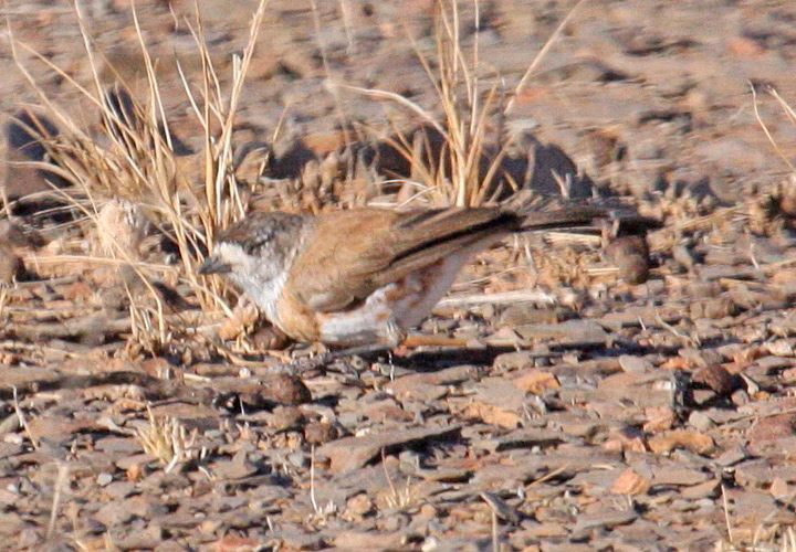 Chestnut-breasted Whiteface showing key identification features