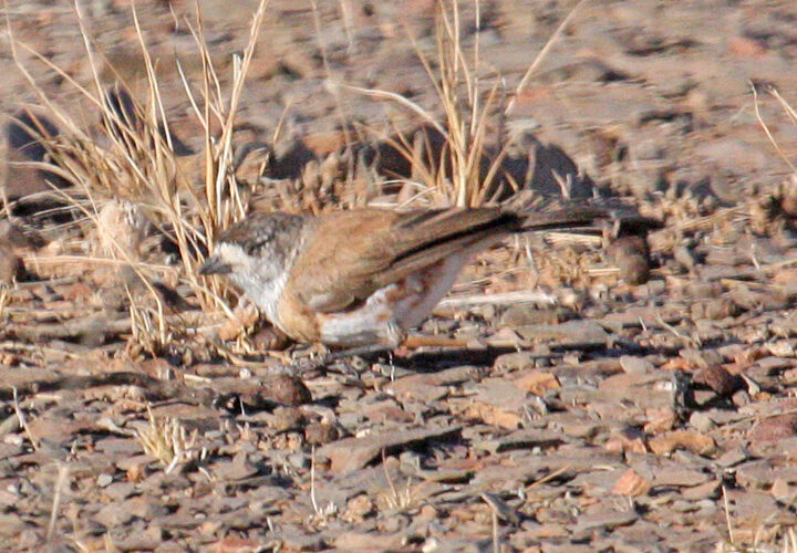 Chestnut-breasted Whiteface showing key identification features