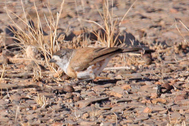 Chestnut-breasted Whiteface showing key identification features